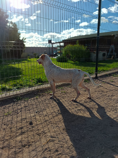 Hotel para perros Centro Canino Vila-can | Educación Canina, Residencia y Adiestramiento en Vila-real (Castellón)
