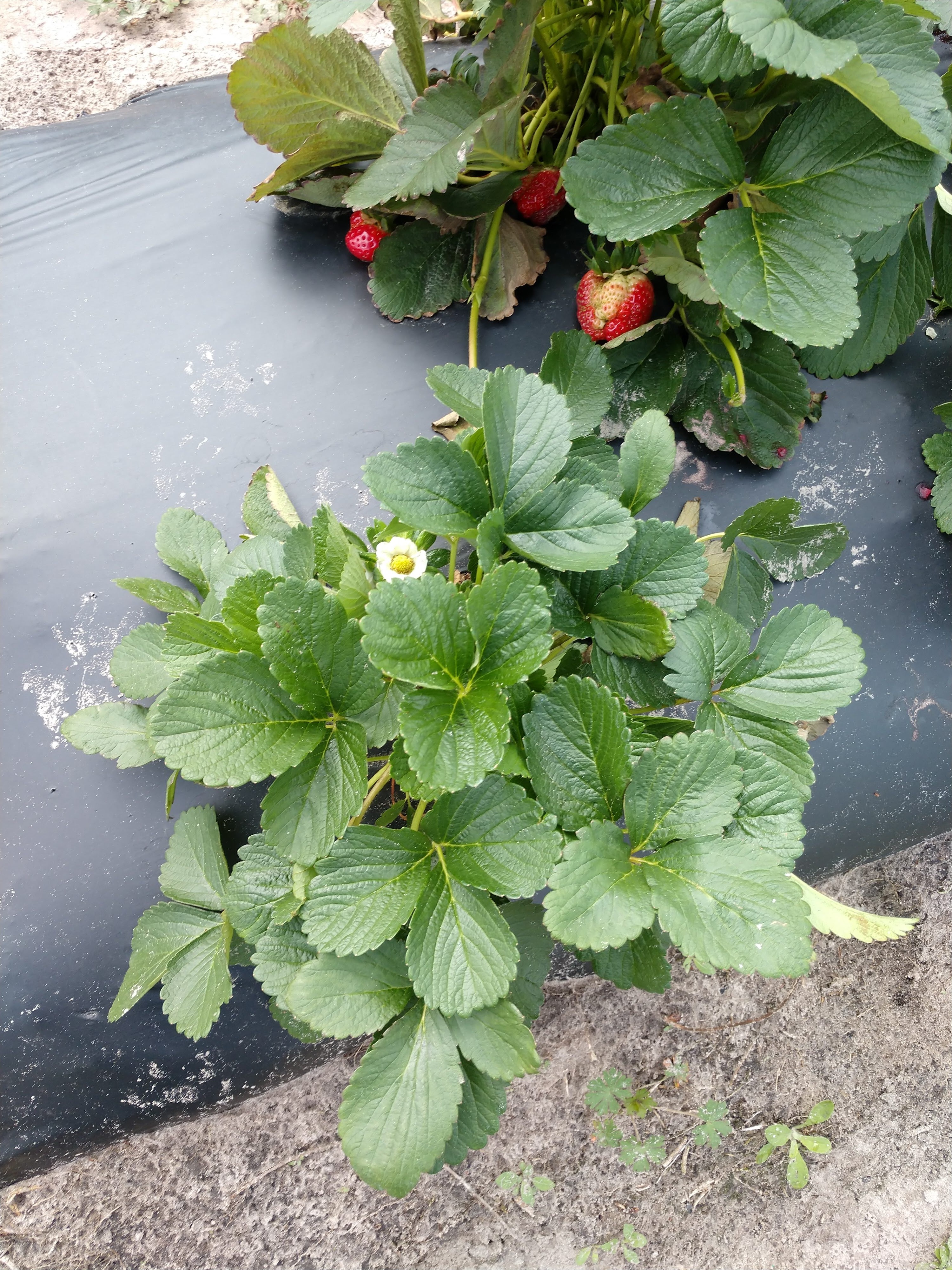 Fuller's Nursery Inc