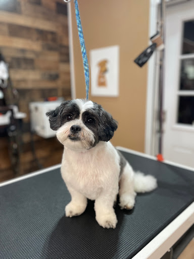 Starpups - Visual