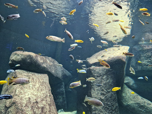 AQUATIS Aquarium-Vivarium Gallery - United States