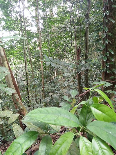 Photos of Cot Bengalang