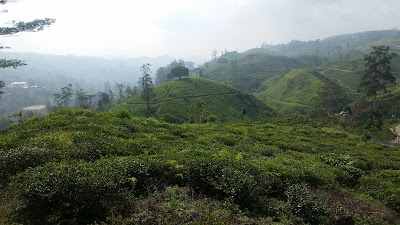 Photos of Hatton Tea Villa