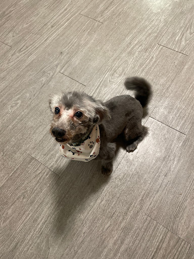 Pet Palace Grooming Salon - Thumbnail