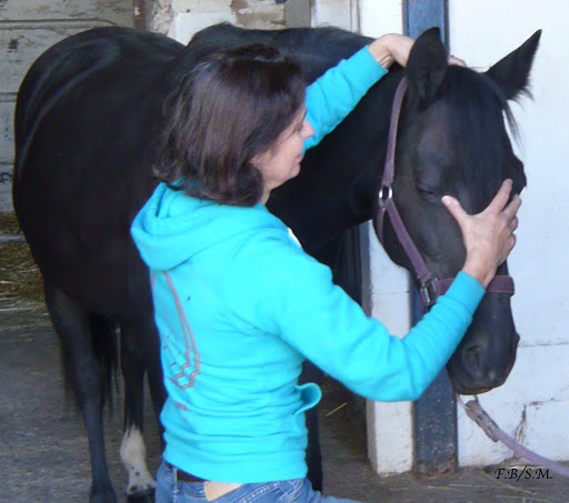 SHIATSU ANIMALIER : Chevaux, poneys... - Thumbnail