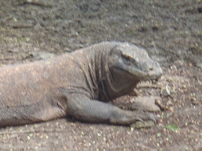 Photos of Komodo National Park Office
