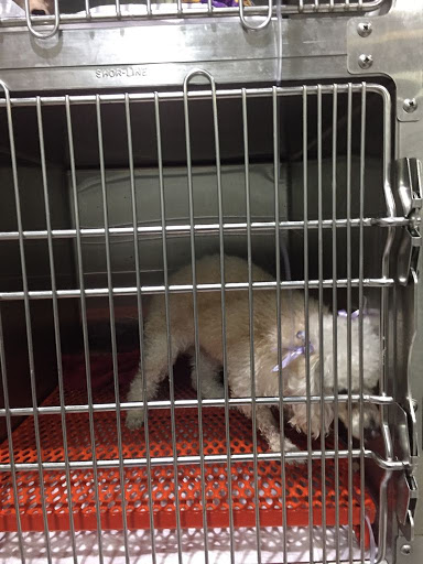 Sierra Madre Veterinary Hospital Gallery - Mexico
