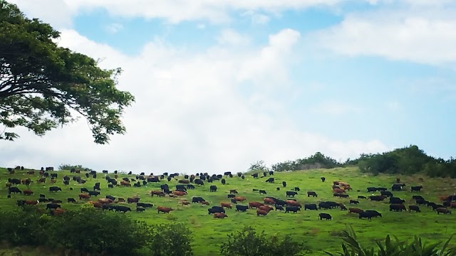 The Preserve Hana