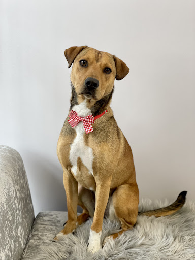 Barkingdales Pet Spa