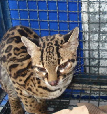 Clínica Veterinaria Zoovet MX
