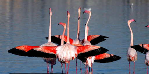Flamingo-View - Thumbnail