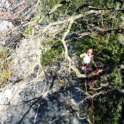 Photo n°22 de Arbo'Tony'Haut à Puybegon (Jardinier)