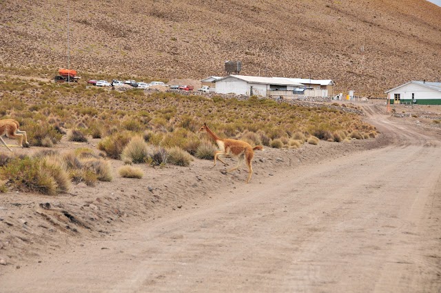 Monumento Natural Salar de Surire