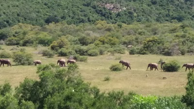 Photos of Nyathi Rest Camp