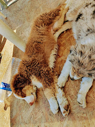 Photo n°13 de Domaine des Petits Bergers à Saint-Mars-de-Coutais (Éleveur de chiens)