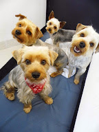 Relooking Toutou à Dangé-Saint-Romain