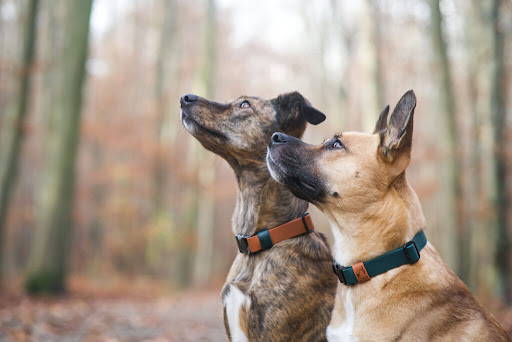 Schmuddelhund