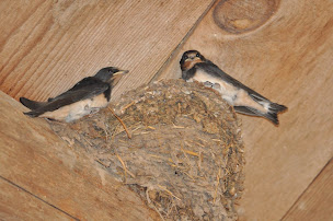 Photo n°36 de Chambres d’hôtes : La Grange aux Hirondelles à Athienville (Ferme)