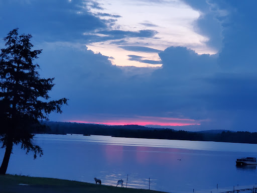 Pine Tree Camp - Visual