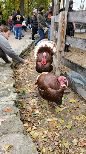 Cedar Point - The Barnyard - Thumbnail