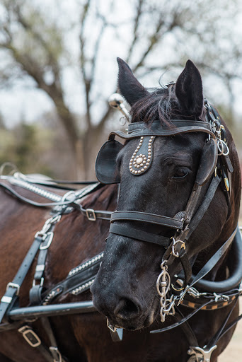 Cowboy Carriage - Thumbnail