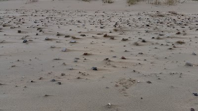 Photos of Pavilostas gray dune