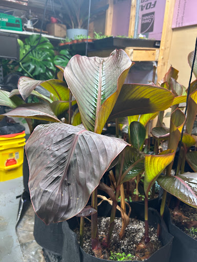 bigredplants.com - Visual