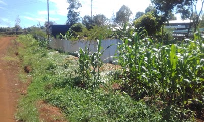 Photos of Da Bulls Mwangaza Farm