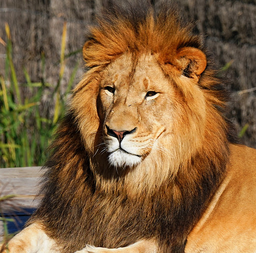 Sydney Zoo Foundation