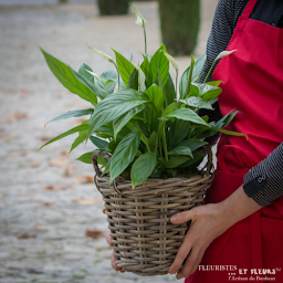 Photo n°18 de L'agapanthe à Hoenheim (Fleuriste)