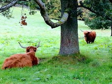 Pollok Country Park glasgow