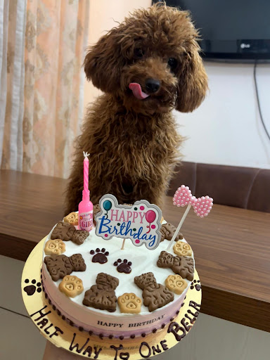 Dog Cake Carnivals- DCC is Panchkula's premier Dog Cafe and Pet Bakery. We specialize in healthy,… post image