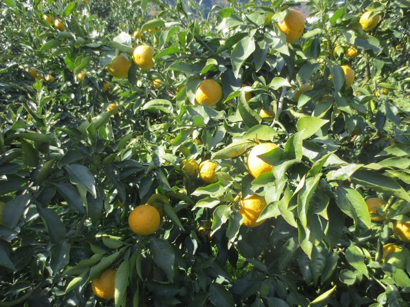 紀伊路屋 合同会社