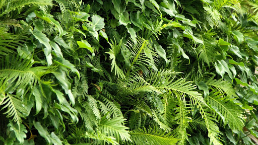 ePlants - Visual