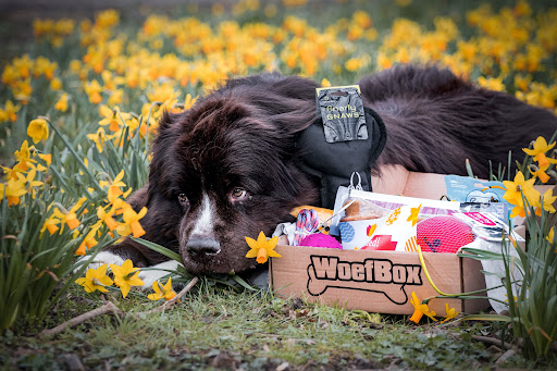WoefBox & MiauwBox - Thumbnail
