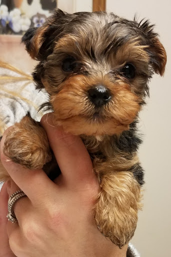 Animal Hospital of Nicholasville - Thumbnail