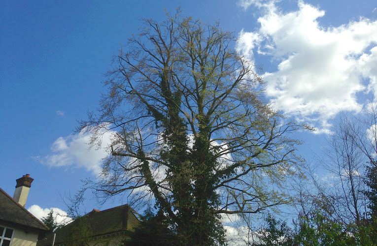 Mishawaka Tree Service