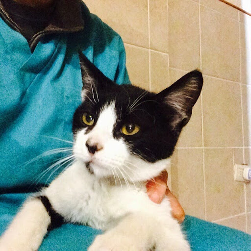 Veterinaria Dr. Treviño - Thumbnail