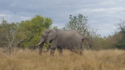 Photos of Khwai Community Campsite