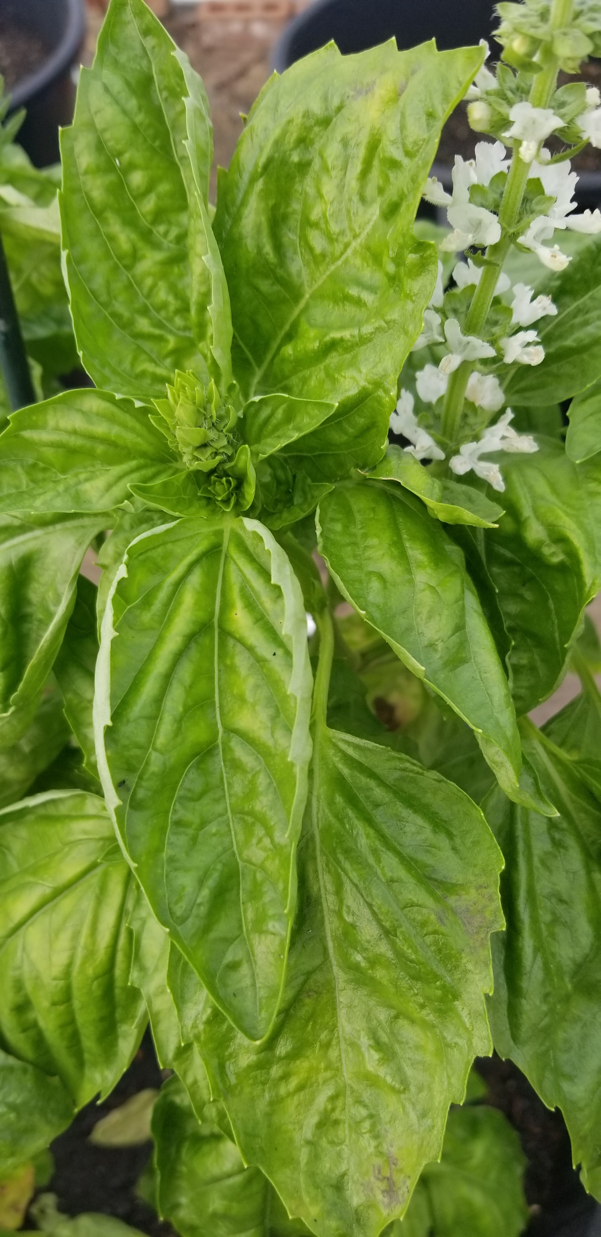 Tennesseeds Hydro Farm