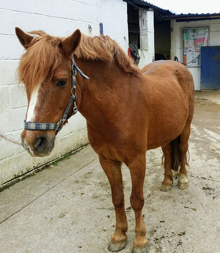 Pevlings Farm Riding & Livery Stables - Thumbnail