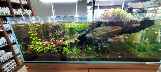 Tiny Aquatics - Visual