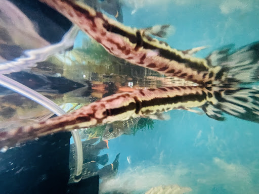 Acuario Mundo Pez Belen - Thumbnail
