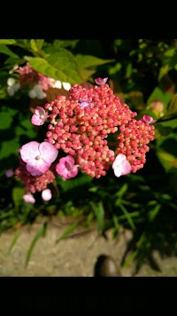 高岡の里「あじさいの小道」