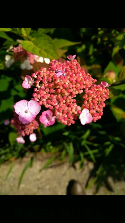 高岡の里「あじさいの小道」