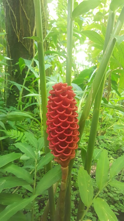 Photos of Flower Forest Botanical Gardens