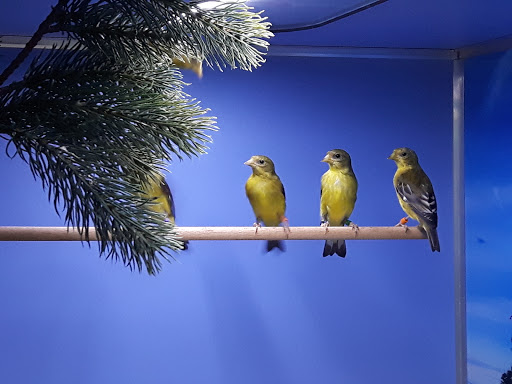 Vogelzucht Reeg - Thumbnail