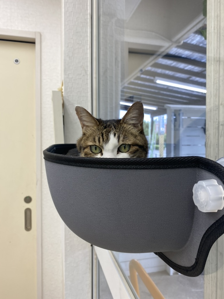 Hamilza動物病院（兵庫県西宮市）