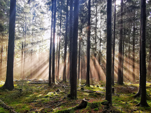Waldgasthaus Mönchhof - Visual