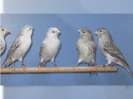 Vogelzucht Reeg - Thumbnail