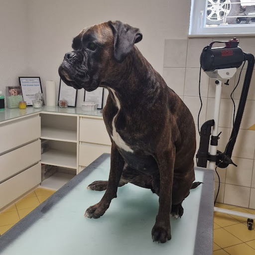 Pfotentreff – Hundesalon in Baindt - Thumbnail